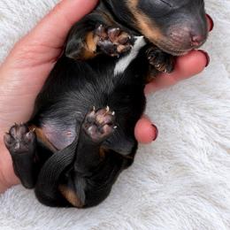 Daryl - AKC Registered - Black and tan male Dachshund puppy in Homestead, Florida from Florida Mini Dachshunds and Danes