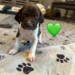 Rocky-Green Collar - Liver and white male German Shorthaired Pointer puppy in Conroe, Texas from Tipsy Rabbit GSP TopDog Kennel