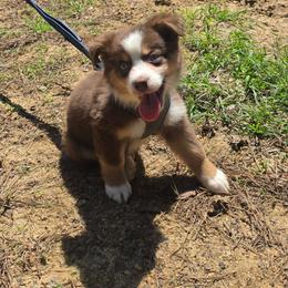 White collar - Red tri-color female Australian Shepherd puppy in Defuniak Springs, Florida from Blue Cypress Stock dogs