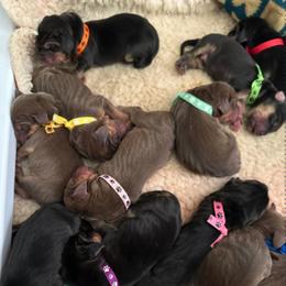 Boy 6 - male Bloodhound puppy in Orange County, California from Quiet Creek