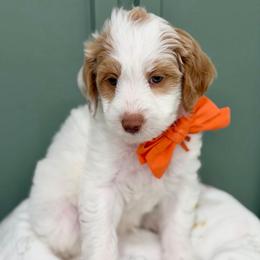 Orange collar BUDDY - Parti male Goldendoodle puppy in Salem, Utah from Aspen Doodles