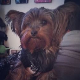 Remy - Yorkshire Terrier