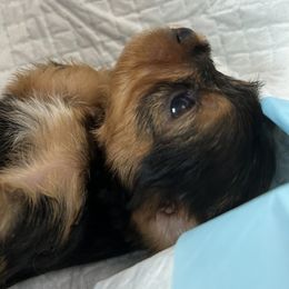 Millie - Black & tan tri-color Morkie puppy in St. Louis, Missouri from Derisha's Morkies