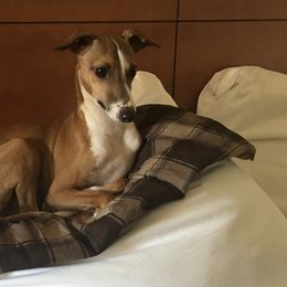 Italian Greyhounds from Cuore Italian Greyhounds