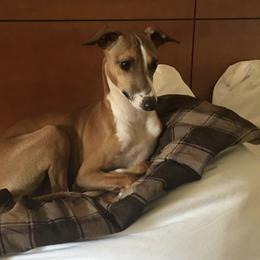 Italian Greyhounds from Cuore Italian Greyhounds
