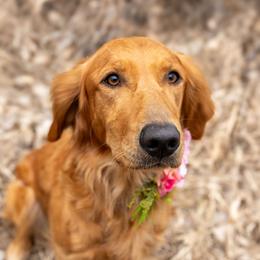 Maggie - Golden Retriever