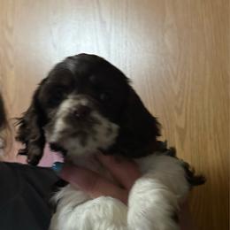 Violet - Brown white and tan female Cocker Spaniel puppy in Bliss, New York from AK Another Shot Kennel