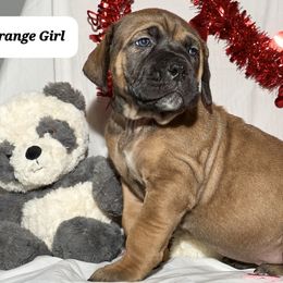 Girl 4 - Boerboel puppy from Brickhouse Boerboels