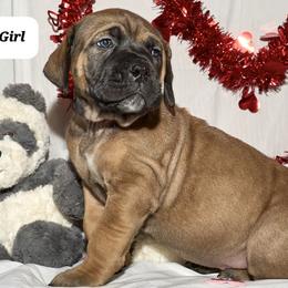 Girl 4 - Boerboel puppy from Brickhouse Boerboels