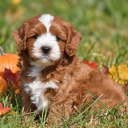 Jackson - Red male Cavapoo puppy in Narvon, Pennsylvania from Stoltzfus Family Puppies (license number 18844)