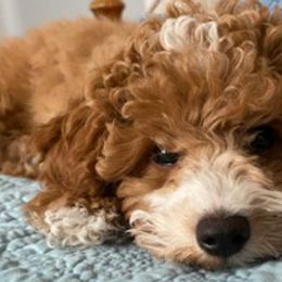 Aussiedoodles, Maltipoos, and Miniature Australian Shepherds from Desert Skyline Kennel