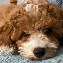 Aussiedoodles, Maltipoos, and Miniature Australian Shepherds from Desert Skyline Kennel