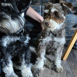 Pepper - Miniature Schnauzer
