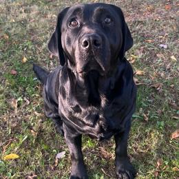 Betty - Labrador Retriever