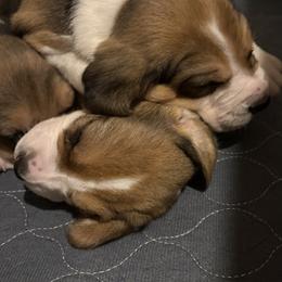 Harrier Puppies from Darkfire Harriers