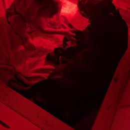 NA - Black and mahogany male Rottweiler puppy in Arlington, Indiana from White Haus Rottweilers