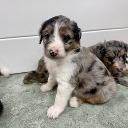 Biscotti - Blue merle female Aussiedoodle puppy in Heber City, Utah from Junipersdoodles