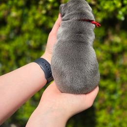 French Bulldog Puppies from Zoomie Time Frenchies