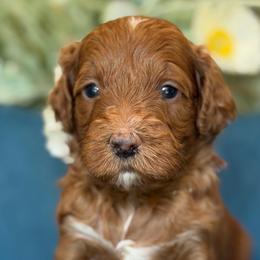Mitsubishi - Red  male Goldendoodle puppy in Yuciapa, California from AlltheDoodlez_