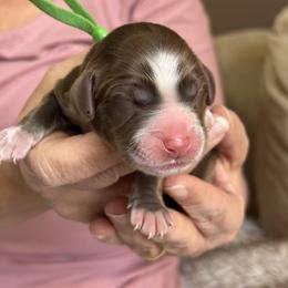 Green Collar Boy - Chocolate male Australian Labradoodle puppy in Statesville, North Carolina from Rose Cottage Labradoodles