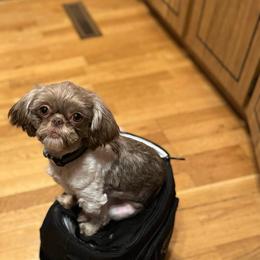 Blissy - Shih Tzu