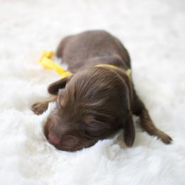 Magnolia - Chocolate and cream female Dachshund puppy in Morrow, Ohio from Courtney’s Colorful Doxies