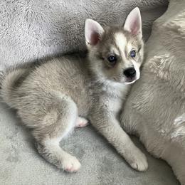 Willow - Gray and white male Alaskan Klee Kai puppy in Los Angeles, California from Angels Klee Kai