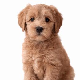 Blondie - Apricot female Australian Labradoodle puppy in Londonderry, New Hampshire from Granite State Labradoodles