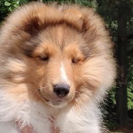 Shetland Sheepdogs from Windy Creek Shelties