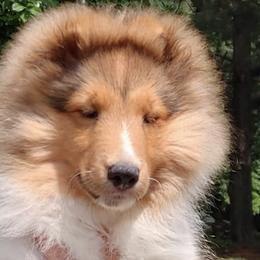 Shetland Sheepdogs from Windy Creek Shelties