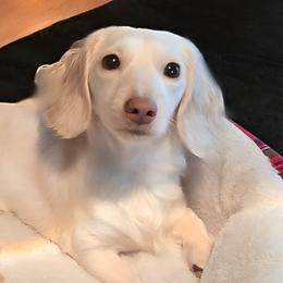 Pixie - Dachshund