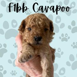 Boy 1 - Red male Cavapoo puppy in West Jordan, Utah from Ruby's Cavapoos