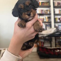 Cavapoo Puppies from AZ Cavapoos