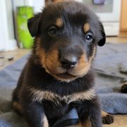 Beauceron Puppies from Rayon de Soleil Beaucerons