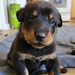 Beauceron Puppies from Rayon de Soleil Beaucerons