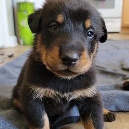Beauceron Puppies from Rayon de Soleil Beaucerons