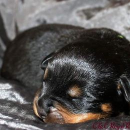 Rottweiler Puppies from C&C Royal Rottweilers