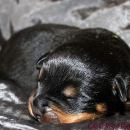 Rottweiler Puppies from C&C Royal Rottweilers