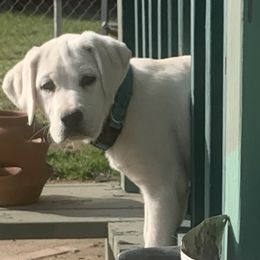 Luca older puppy - Yellow Labrador Retriever puppy in Live Oak, California from Blanco Labradors