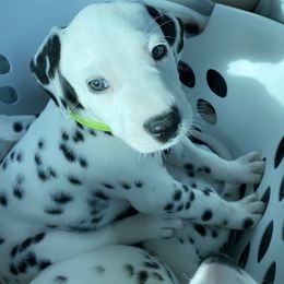 Dalmatian Puppies from Whispered Spots Dalmatians