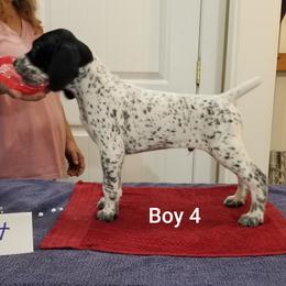 Boy 4 - German Shorthaired Pointer puppy from Kiroden German Shorthaired Pointers