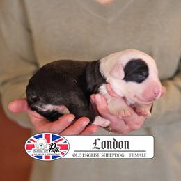 London - Gray and white female Old English Sheepdog puppy in Cleveland, Tennessee from Narrow Path Old English & Sheepadoodles