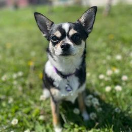 Nat - Chihuahua
