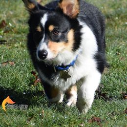 Pembroke Welsh Corgi All Grown Up from Broken Arrow Corgis