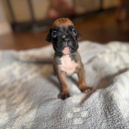 Girl 1 - Fawn female Boxer puppy in Prestonsburg, Kentucky from Bre’s Boxers