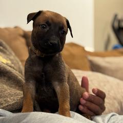 Vixen - Tan female Working Dog Cross puppy in Clarksville, Tennessee from Vuurhart Herders