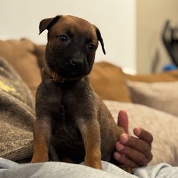 Vixen - Tan female Working Dog Cross puppy in Clarksville, Tennessee from Vuurhart Herders
