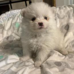 Rainbow dash - White female Pomeranian puppy in Rhode Island from Heartfelt Kennels