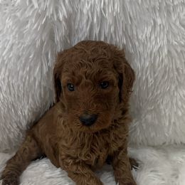 Poodle Puppies from Ritzy Red Poodles