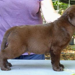 Labrador Retriever Puppies from Montview Labradors